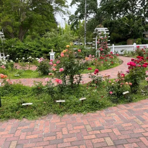 Rose Garden at Luther Burbank’s Home and Gardens photos by Brenda Altman