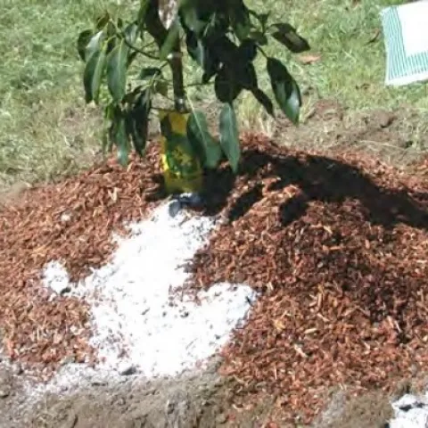 avocado planted