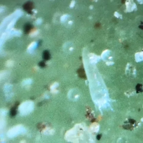 agave mites
