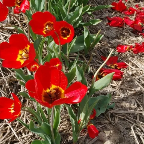 nature-3274920 1280_Pixbay