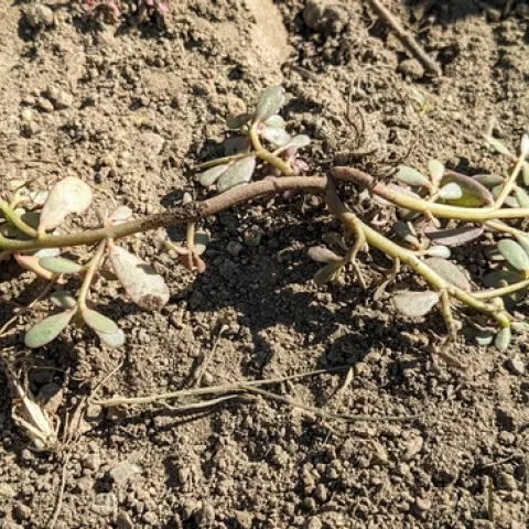 An upside-down purslane plant on the ground.