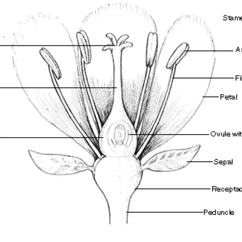 parts-of-a-flower full 610