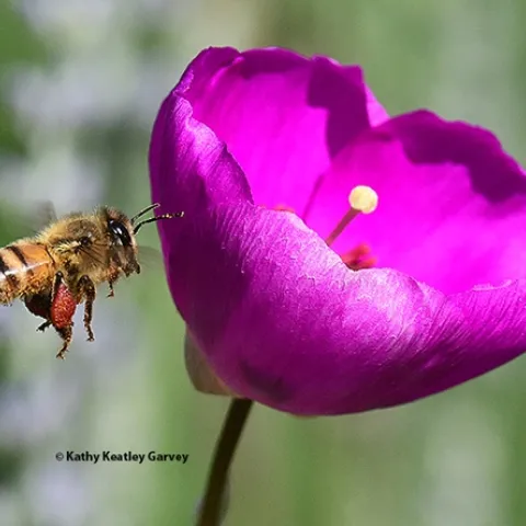 A honey bee packing red pollen as she visits another rock purslane blossom. (Photo by Kathy Keatley Garvey)