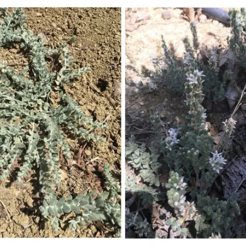 Image 1a (left): The prostrate growth habit of alkaliweed. Image 1b (right): Flowering alkaliweed, also growing in an upright form.