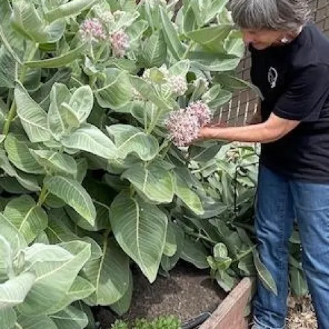 Master Gardener Kathy Anderson, examining the milkweed.