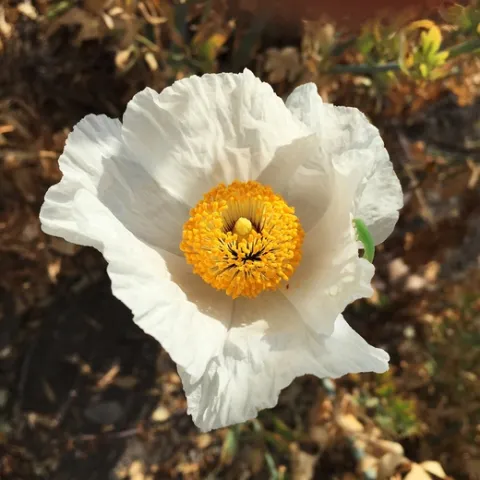 Photo by Jacqueline Adams Shubitowsk