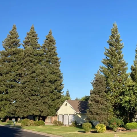 Coast redwood trees may never thrive in the Central Valley like they do in California’s North Coast forests, but with proper care, they will survive.
