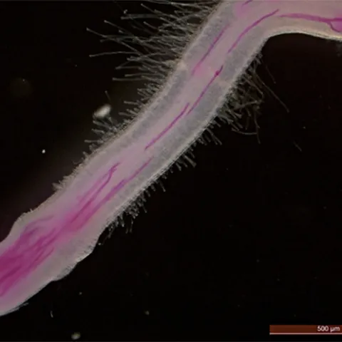 An illustration from the PNAS paper: Rice infected by root-knot nematodes (stained in red). (Illustration by Shahid Siddique)