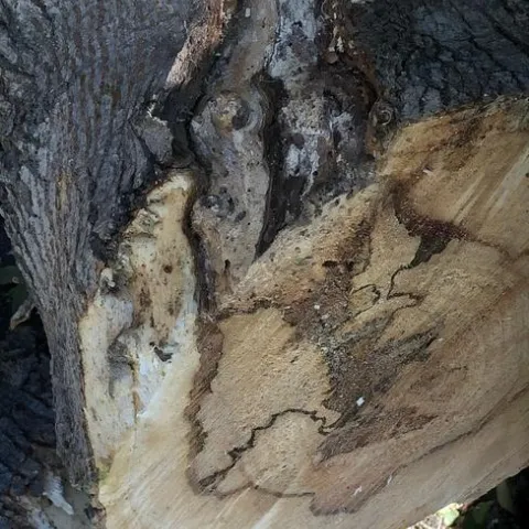 shot hole borer damage to wood