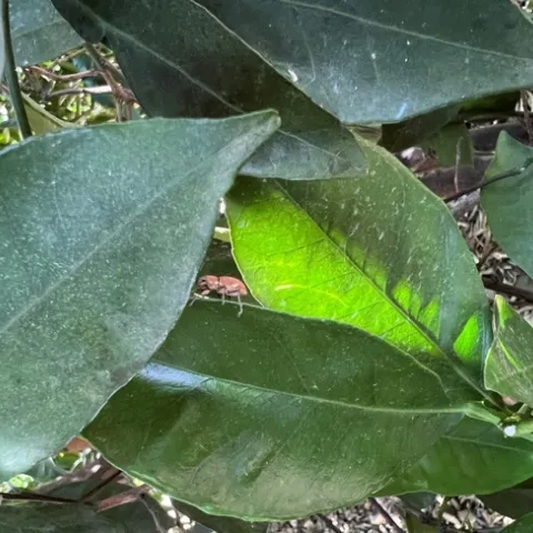 fuller rose beetle adult