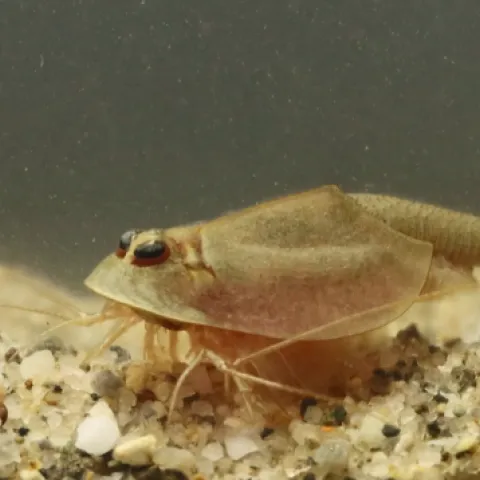 Side profile of a tadpole shrimp in a water environment