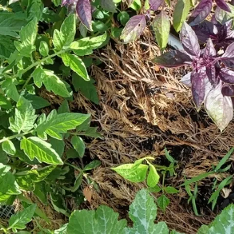 photos by Mollie Jarrett