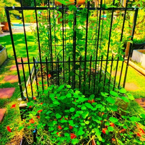 Nasturtiums and Raised Veggie Garden - Paula Pashby