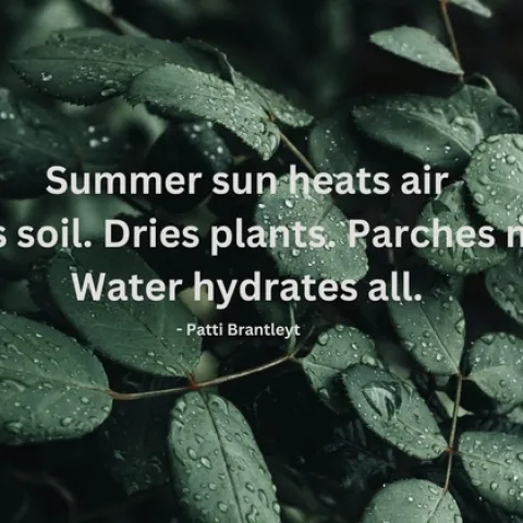 Haiku by Patti Brantley Summer
