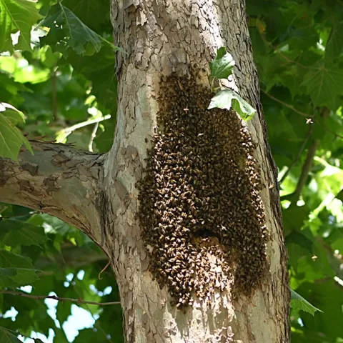 As temperatures soar, feral honey bees engage in bearding to reduce the heat load inside. These bees are in a sycamore tree on the UC Davis campus. (Photo by Kathy Keatley Garvey)