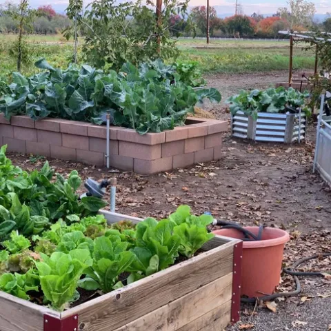 Vegetables in the Edible Landscape garden at the Master Gardeners Demonstration Garden at Patrick Ranch. Laura Kling