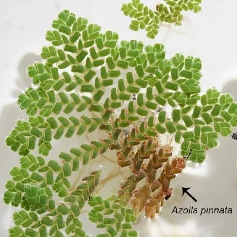 Azolla pinnata