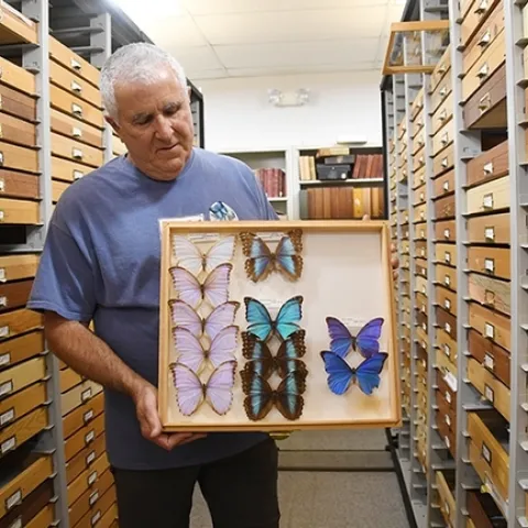 Entomologist Jeff Smith, the curator of the Lepidoptera collection at the Bohart Museum, displays a drawer of tropical butterfly specimens. (Photo by Kathy Keatley Garvey)
