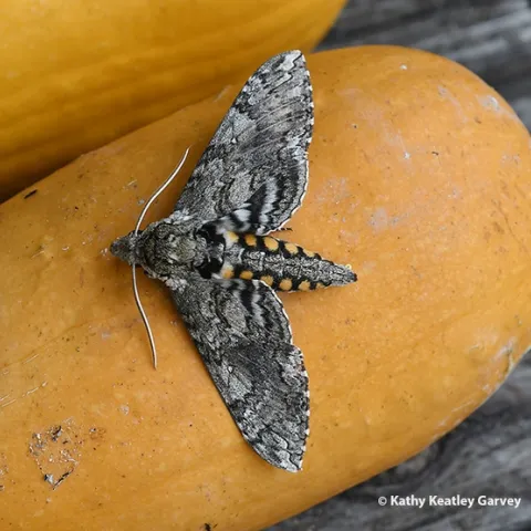 A white-lined sphinx moth, Hyles lineata. (Photo by Kathy Keatley Garvey)