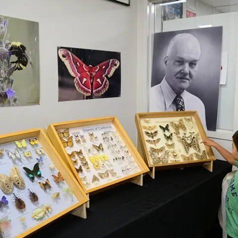 A youth checks out the moth displays during a recent Bohart Museum of Entomology Moth Night. (Photo by Kathy Keatley Garvey)