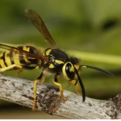 A yellow and black striped wasp with its wings raised, walking on a branch.