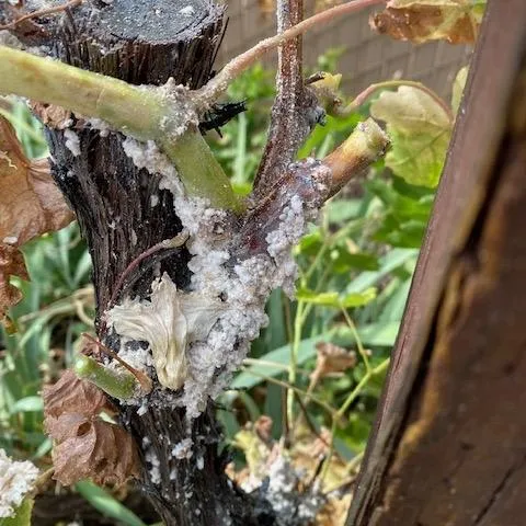 Waxy excretion on grapevine trunk. (Photo: Barbara Miller)