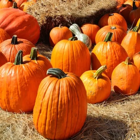 pumpkins-1592901 1280-Pixbay