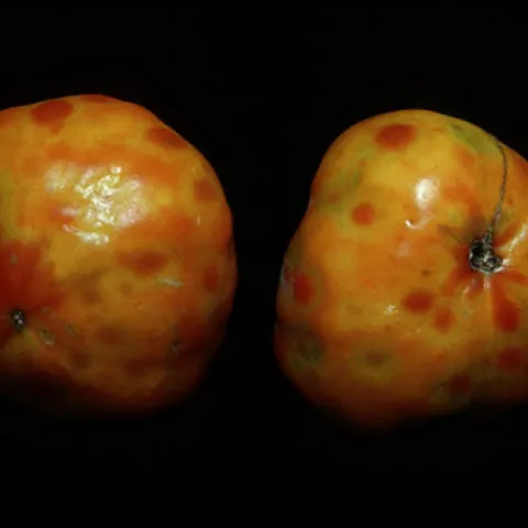 Photo of Spotted wilt virus on tomatoes