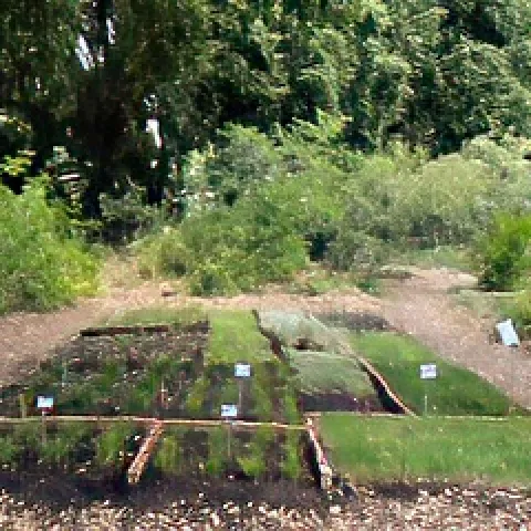 Photo showing the lawn alternative demonstration area at the Palo Alto Demonstration Garden