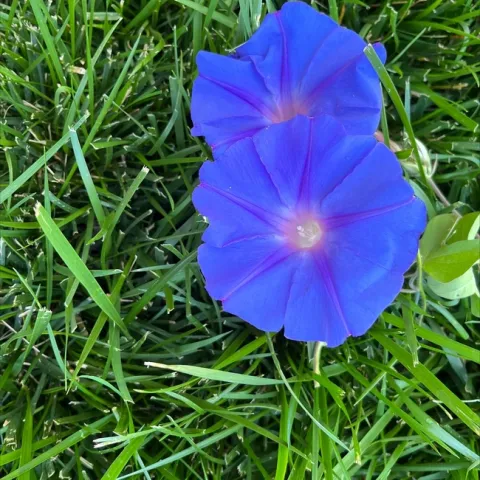 photo by Dottie Deems