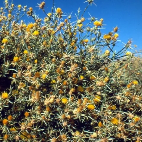 yellow star thisle 2