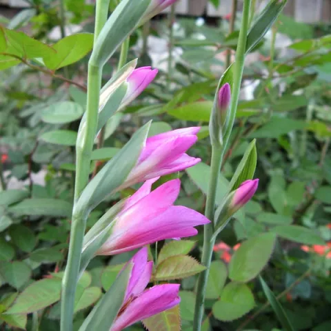 Byzantine gladiolus by knoxilla is licensed under CC BY-NC-SA 2.0.