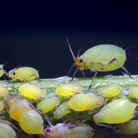 Large and Small Aphids by Thomas Shahan is licensed under CC BY-NC-ND 2.0.