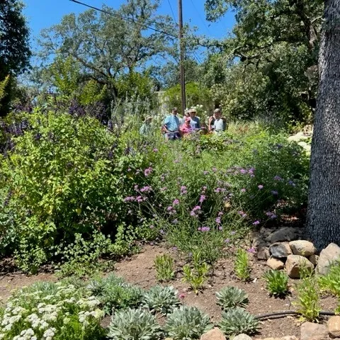 Planting in garden with MGs in the background