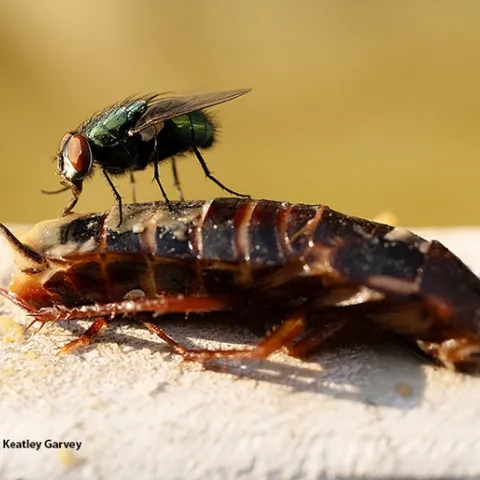 A green bottle fly feasts on a cockroach, thought to be a Turkestan cockroach, a newer species in California. (Photo by Kathy Keatley Garvey)
