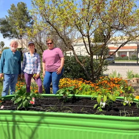 UC master gardeners stand behind a planted raised bed with peppers