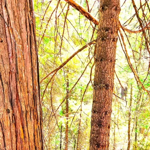 Tree With Eyes - Al Alavarado