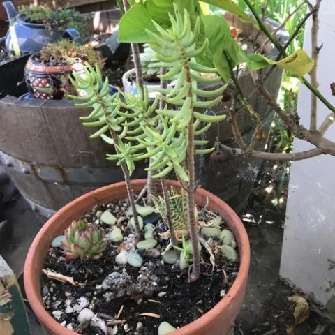 Dish garden. photos by Karen Metz