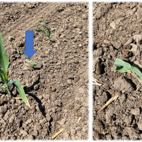 Figure 2. Suspected heat damage on corn due to hot soil temperatures at emergence.