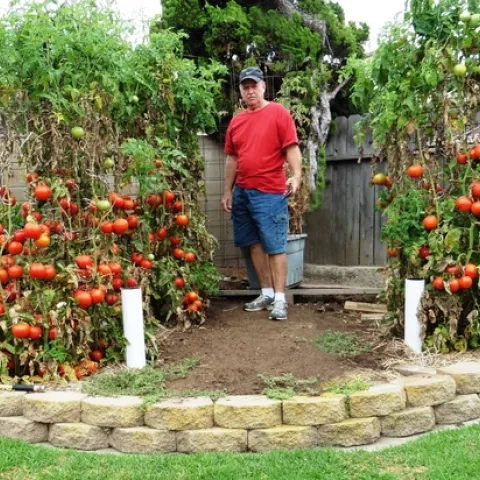 Man standing in his garden surrounded by tomatoes.