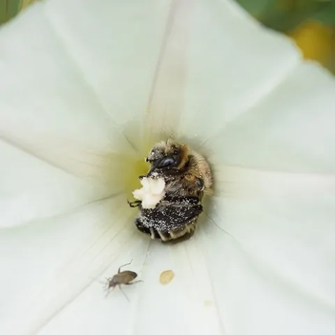 A bindweed turret bee, Diadasia bituberculata, foraging for pollen on bindweed, aka morning glory. (Photo by Rachel Vannette)