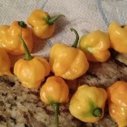 Scotch bonnet. photos by Nanelle Jones-Sullivan