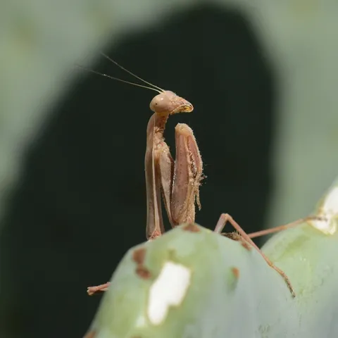 A predator, a praying mantis, Stagmomantis limbatalimbata, waiting for prey. (Photo by Kathy Keatley Garvey)