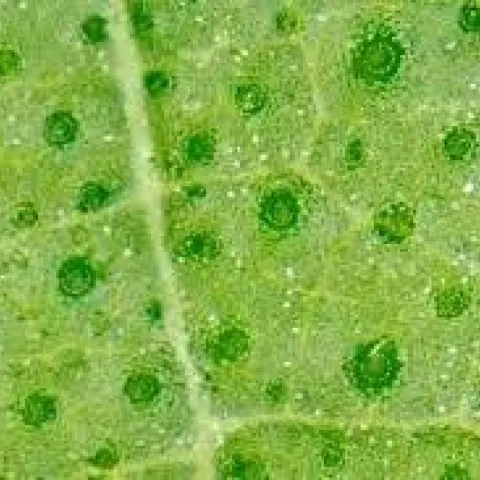 Stomata are the tiny breathing pores in plant leaves.
