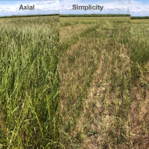 Esparto Italian ryegrass plots 2022