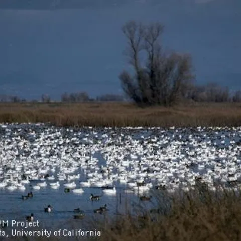 Snow Geese in Winter, Photo: Jack K. Clark