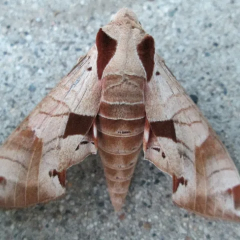 Achemon spinx moth