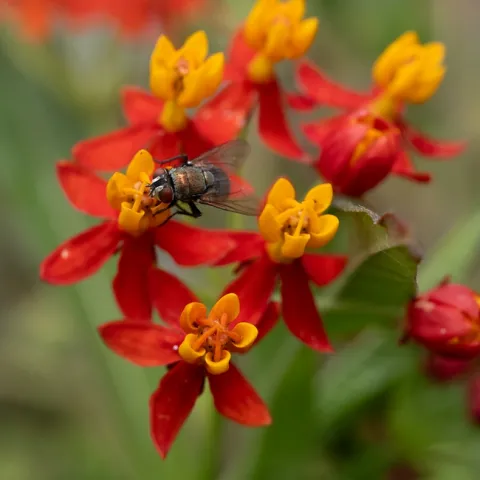 A green bottle fly (Lucilia sericata) forages on milkweed, Asclepias curassavica, on Aug. 20 in a Vacaville pollinator garden. (Photo by Kathy Keatley Garvey)