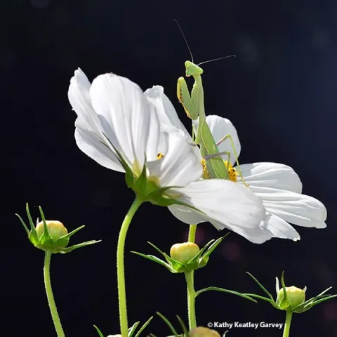 A praying mantis, Stagmomantis limbata, strikes a pose. (Photo by Kathy Keatley Garvey)