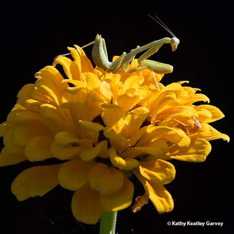 A backlit praying mantis, Stagmomantis limbata, reigns supreme on a yellow zinnia in a Vacaville pollinator garden. (Photo by Kathy Keatley Garvey)